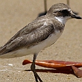 Siberian Sand Plover <br />Canon EOS 7D + EF400 F5.6L